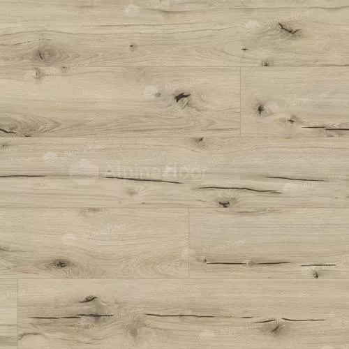 62748 Дуб Дамара