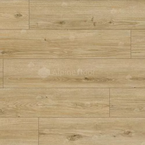 62753 Дуб Каракум