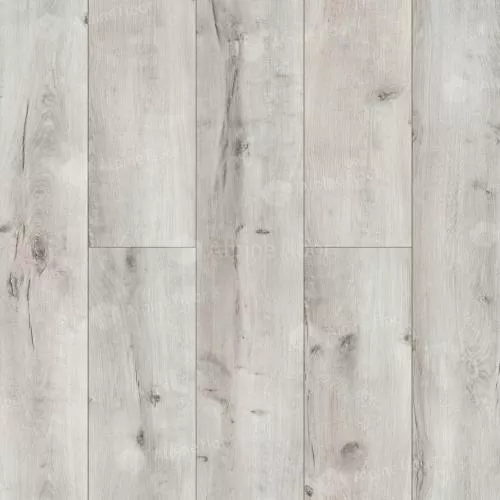 54822 Дуб Алгарве