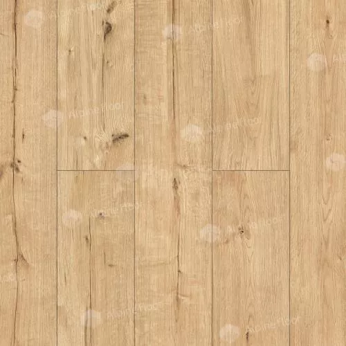 55092 Дуб Атакама