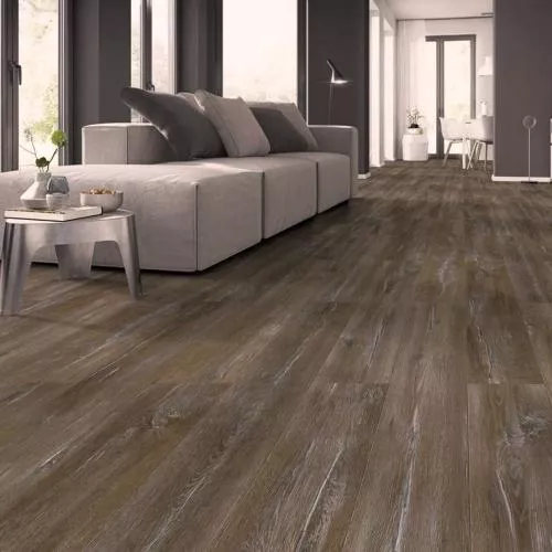 1872072 Дуб Палау