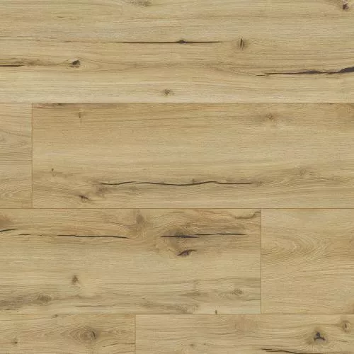 62496 Дуб Ардизия