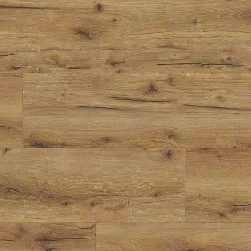 62502 Дуб Канберра