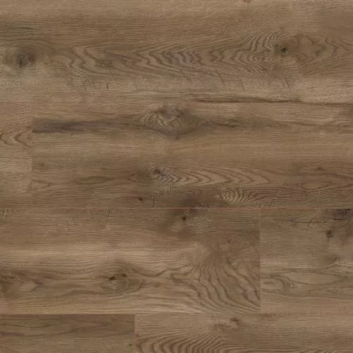 63110 Дуб Сиена