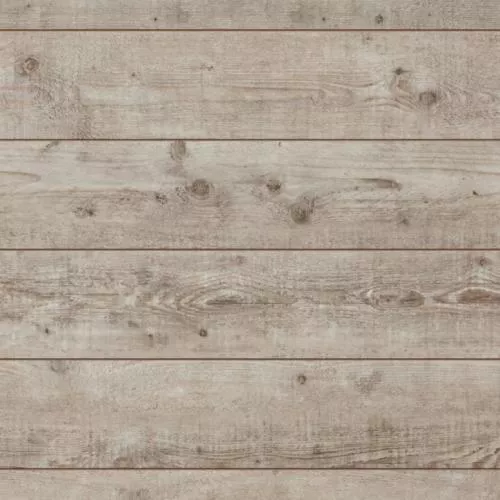 52342 Сосна кремовая