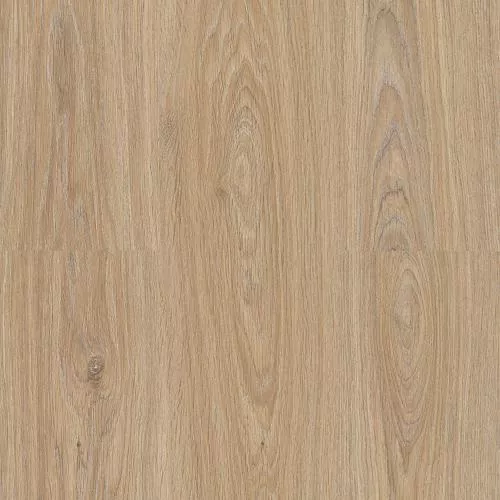 8016 Дуб Чарли