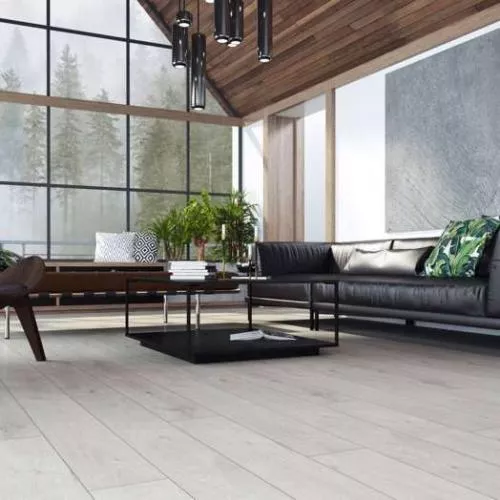 D 4586 Дуб Orchidea