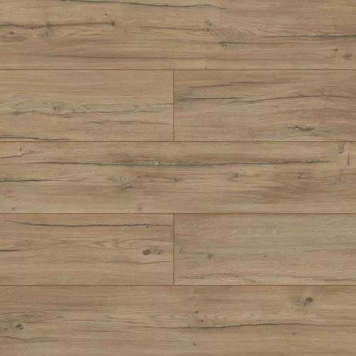 D40254 Дуб Кондор