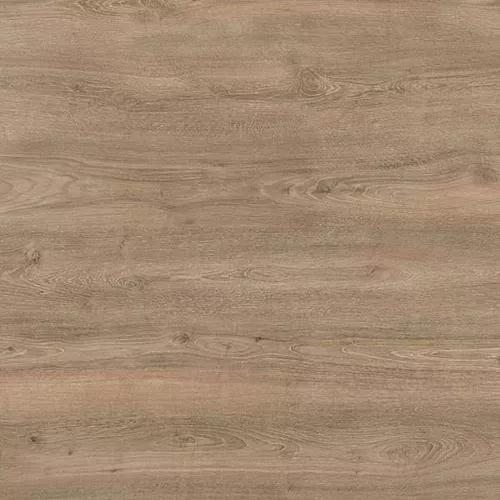 50137 Дуб Мендель