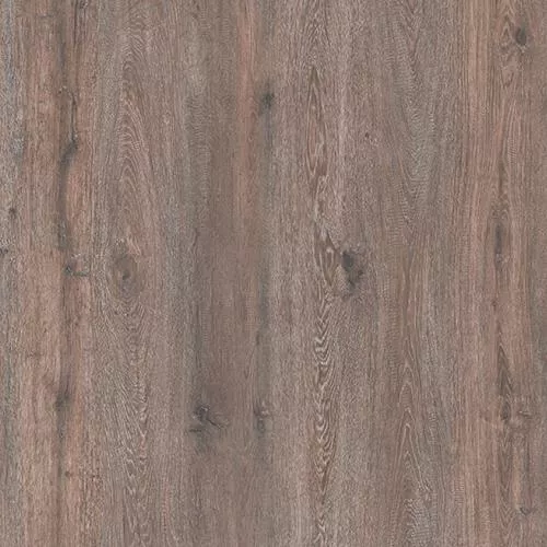 D59837 Дуб Сурат