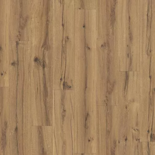 1593795 История дуба