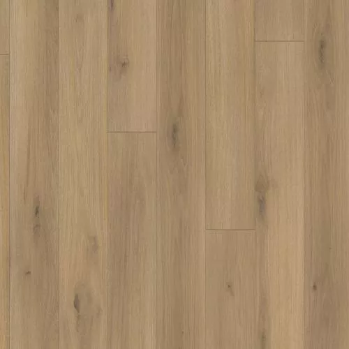 1593797 Дуб Горизонт