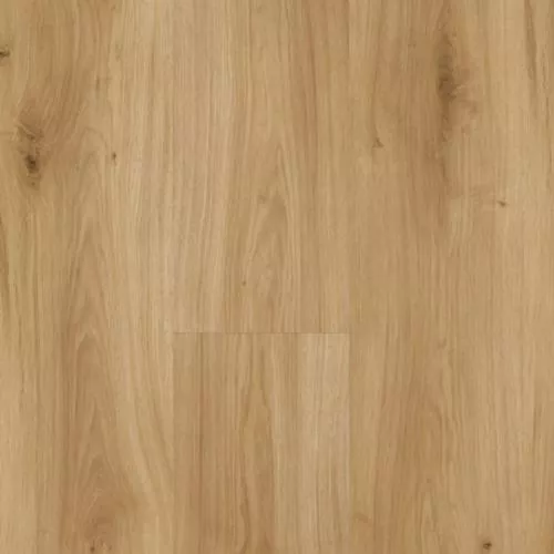 1593813 Дуб Горизонт