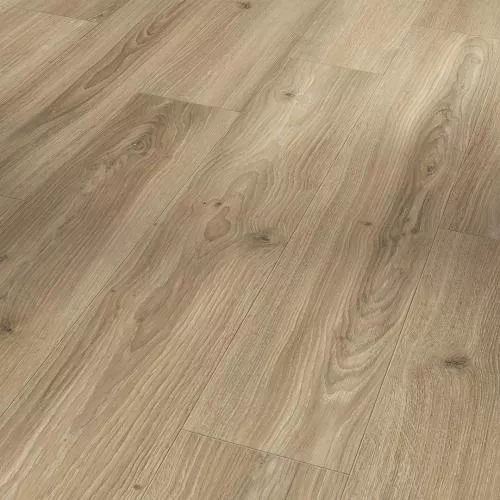 1748183 Дуб Студиолин