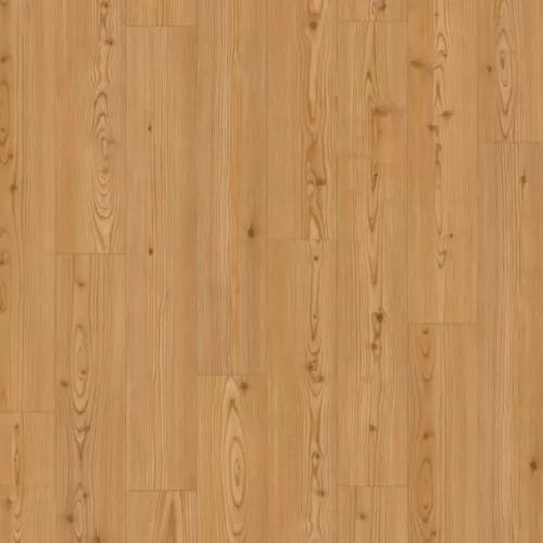 1748721 Лиственница Юкон медовая