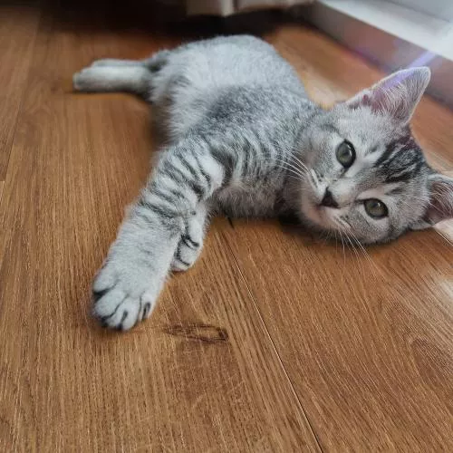 VN-4201 Дуб Натуральный