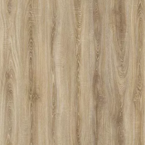 LCR081 Дуб русский