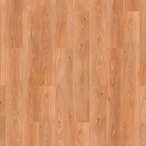 504464000 Дуб золотой