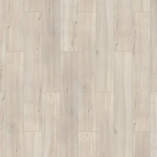 504464001 Дуб северный