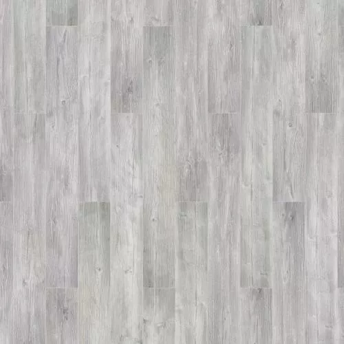  Сосна Антик