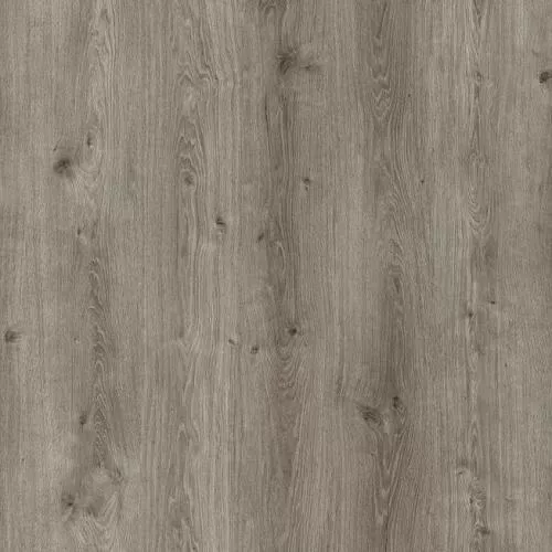  Дуб Корсика