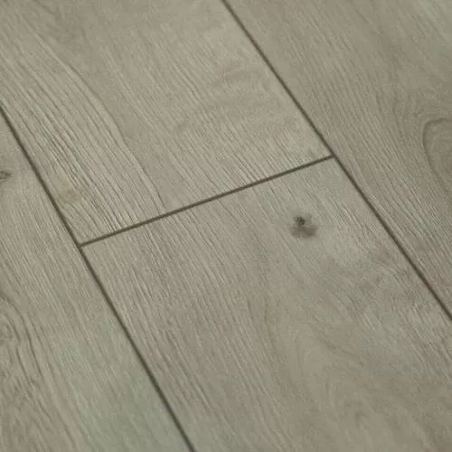  Дуб Виктория