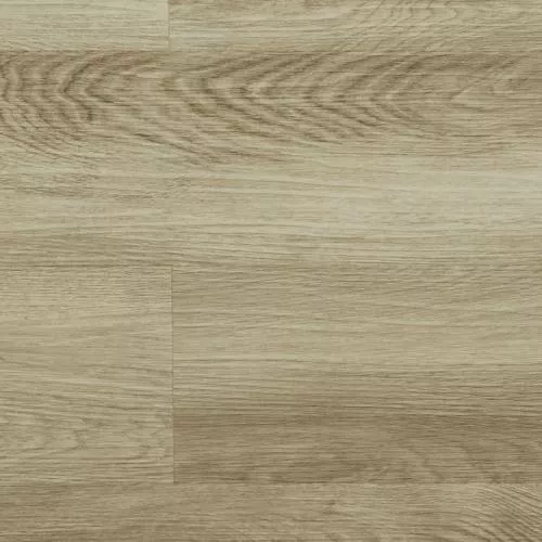 02 Дуб Сомеро