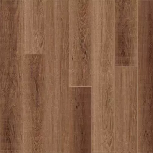  Дуб Шоколадный