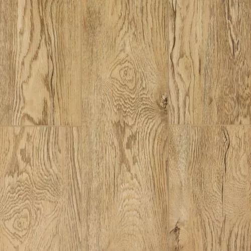  Дуб Золотистый