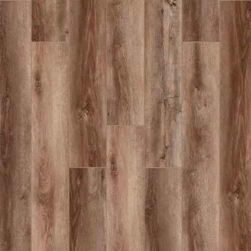 W0019 Дуб Охрид