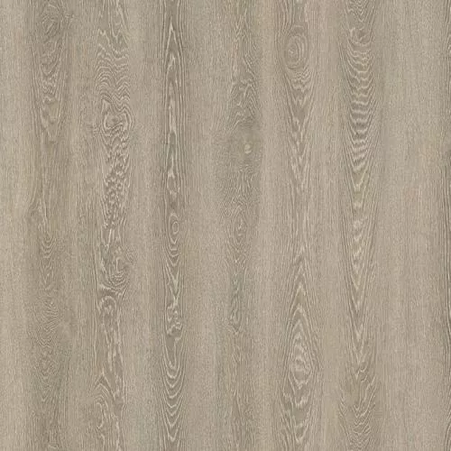 NOX-2053 Дуб Берген