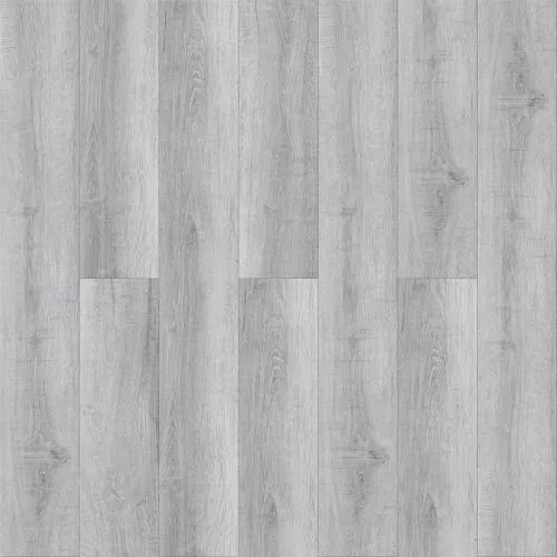 1560 Дуб Моргана