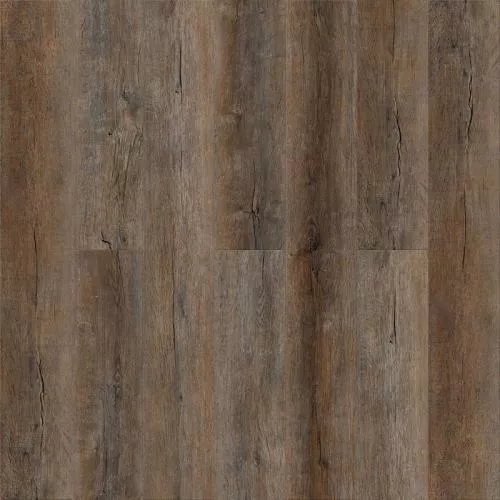 1585 Дуб Корнуолл