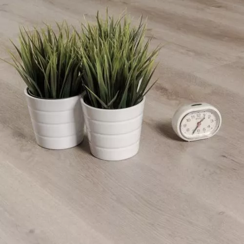  Дуб Баунаталь